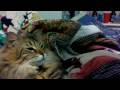 Cat reviews Shisha (hookah tobacco)