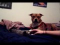 Nahkla & Cerberus play