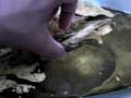 Isfahan Tombak Experiment part 1