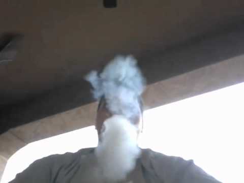 Social Smoke White Peach Social Smoke White Peach